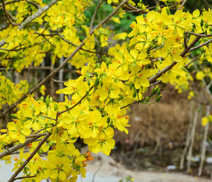 Hoa mai - loài hoa linh thiêng của đất trời Việt Nam, mang trong mình ý nghĩa đầy giá trị về tình yêu, tình thân, sự may mắn và tài lộc. Hãy cùng ngắm nhìn những đóa hoa mai rực rỡ, tươi sáng, là niềm tự hào của văn hóa dân tộc Việt Nam.