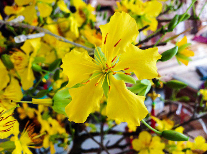 Hình nền hoa mai đẹp 