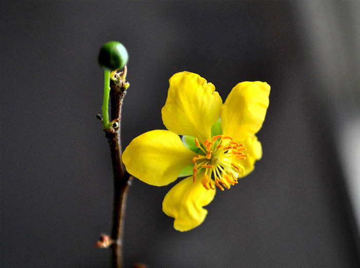 Hình nền hoa mai đẹp 