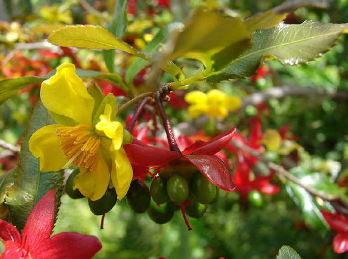 Hình nền hoa mai đẹp 