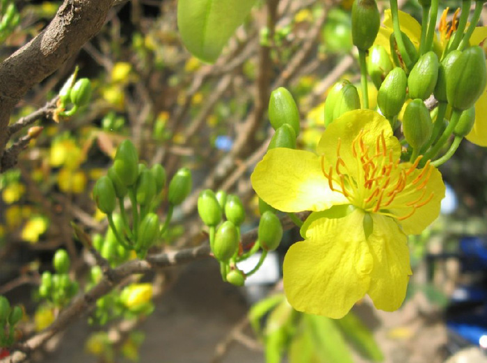 Hình nền hoa mai đẹp 