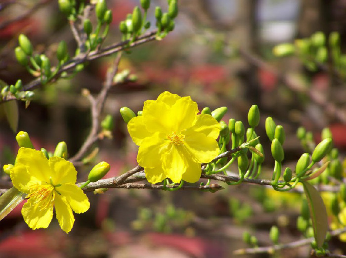 Hình nền hoa mai đẹp 
