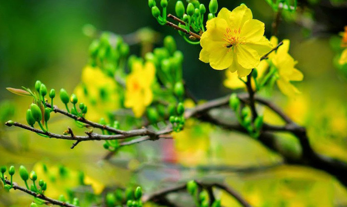 Hình nền hoa mai đẹp 