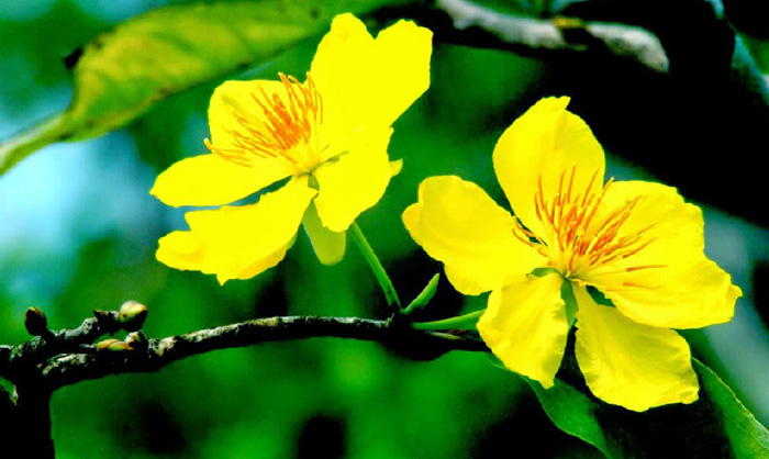 Hình nền hoa mai đẹp 