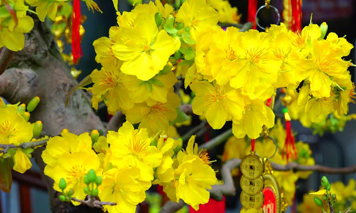Top 50 hình nền hoa mai vàng rực rỡ như nắng mang Tết đến  REC Miền Nam