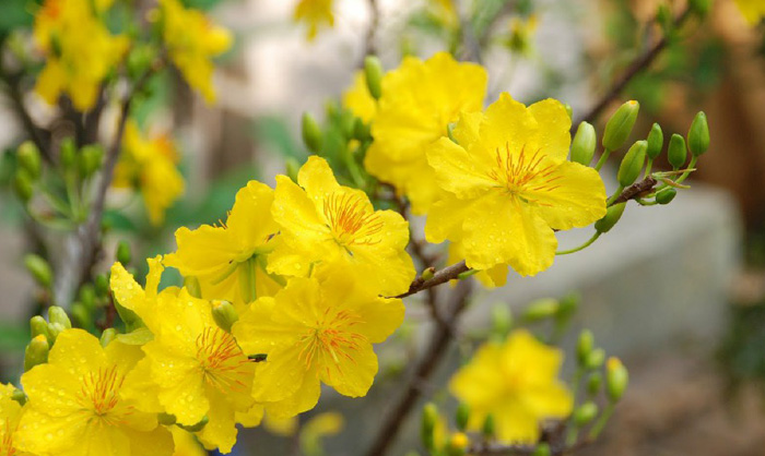 Hình nền hoa mai đẹp 