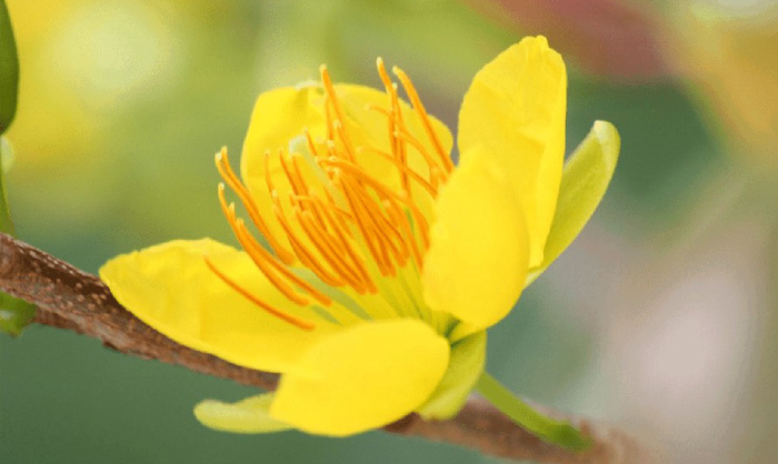 Hình nền hoa mai đẹp 