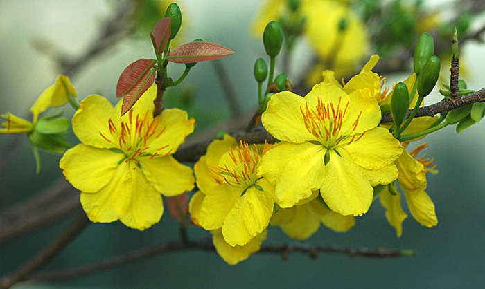 Hình nền hoa mai đẹp 