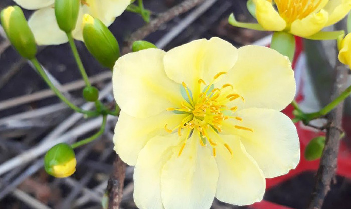 Hình nền hoa mai đẹp 