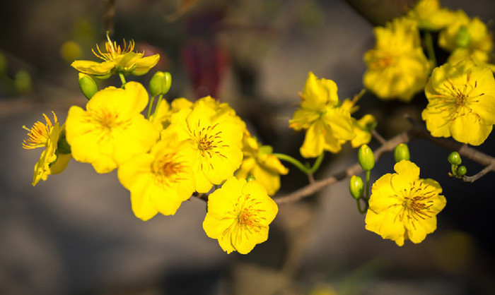 Hình nền hoa mai đẹp 