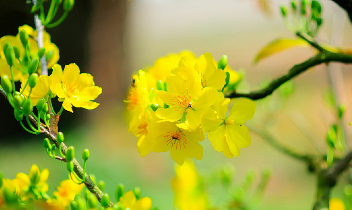 Hình nền hoa mai đẹp 