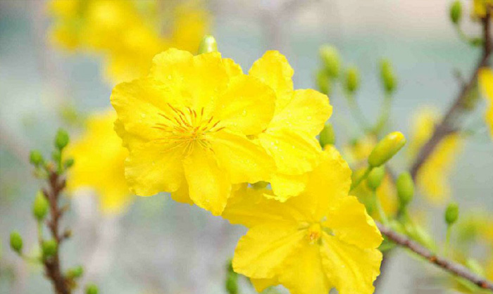 Hình nền hoa mai đẹp 