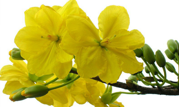 Hình nền hoa mai đẹp 