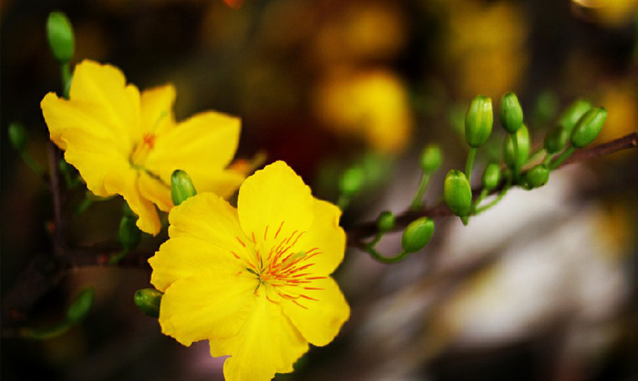 Hình nền hoa mai đẹp 