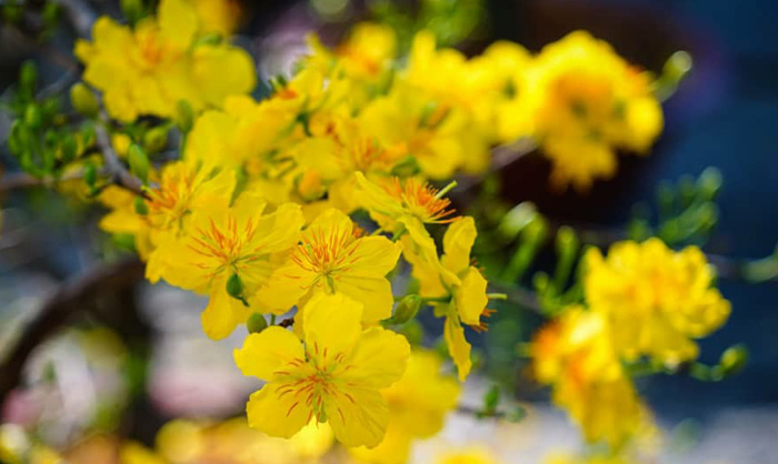 Hình nền hoa mai đẹp 