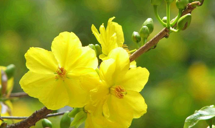 Hình nền hoa mai đẹp 