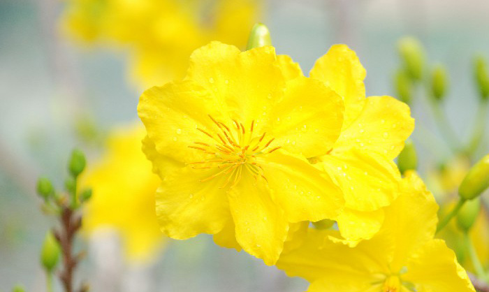 Hình nền hoa mai đẹp 