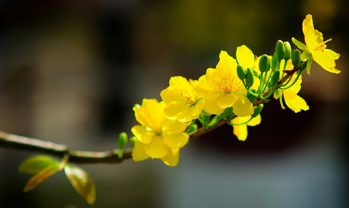 Hình nền hoa mai đẹp 