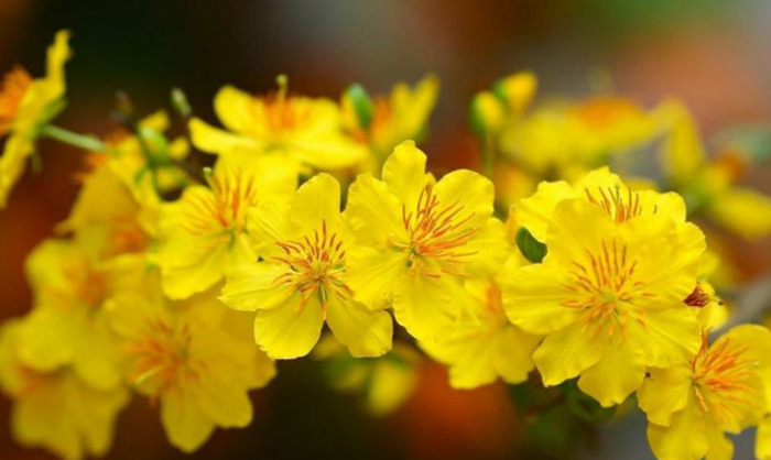 Hình nền hoa mai đẹp 