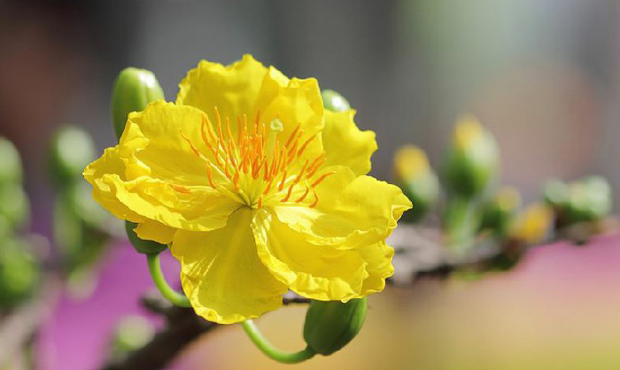 Hình nền hoa mai đẹp 