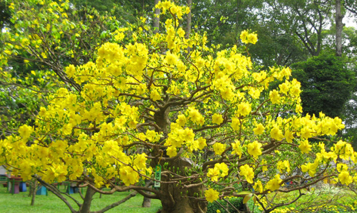 Hình nền hoa mai đẹp 