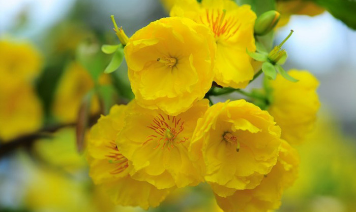 Hình nền hoa mai đẹp 