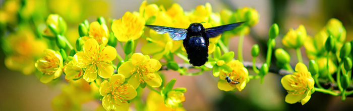 Hình nền hoa mai đẹp 