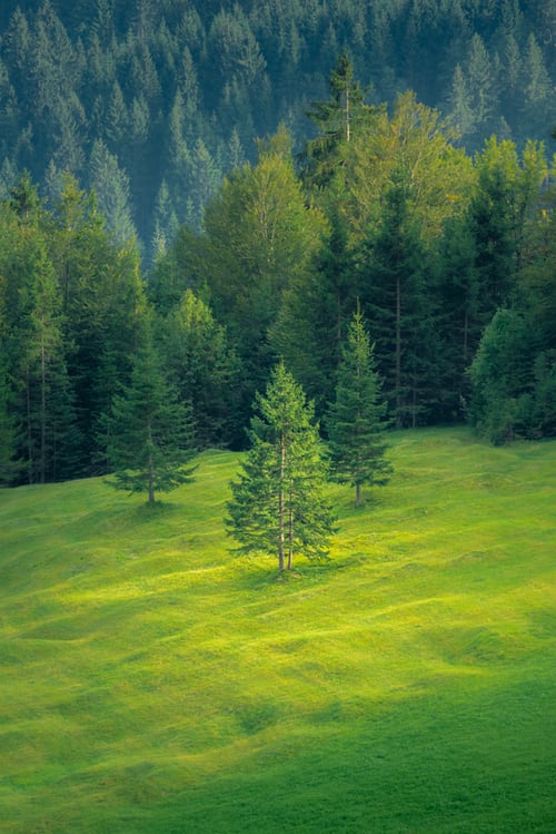 Hình Nền Nền Tổng Hợp Rừng HD và Nền Cờ đẹp rừng nhân tạo vườn rừng nền  banner cây thiên nhiên để Tải Xuống Miễn Phí  Lovepik