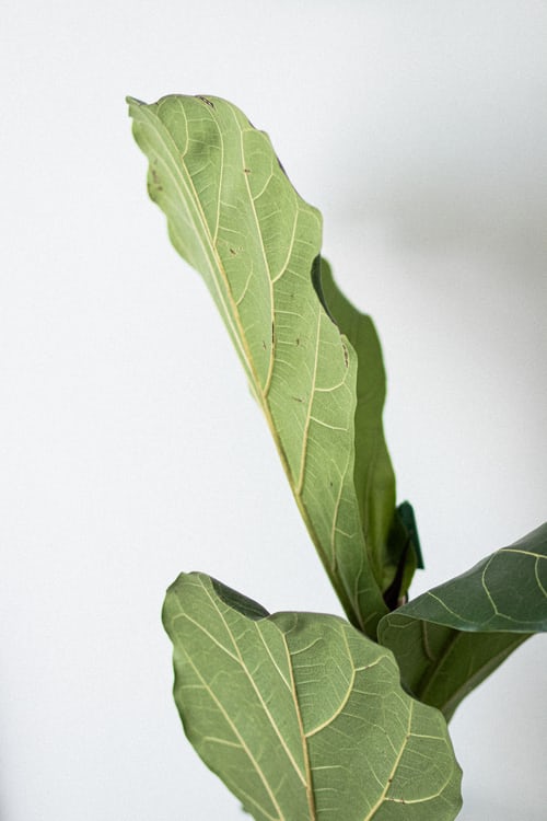 Hình nền trắng về cây đẹp