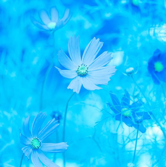 Hình nền điện thoại về hoa cute màu xanh đẹp và dễ thương