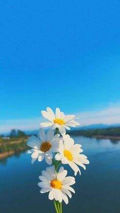 Hình nền hoa cúc trắng bên sông