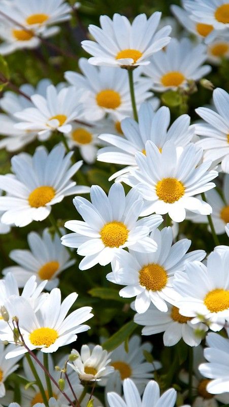 Hình nền hoa cúc trắng đẹp
