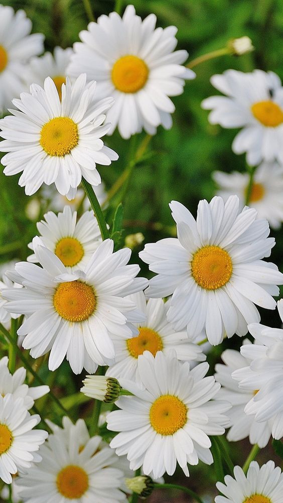 Hình nền hoa cúc trắng đẹp và ấn tượng
