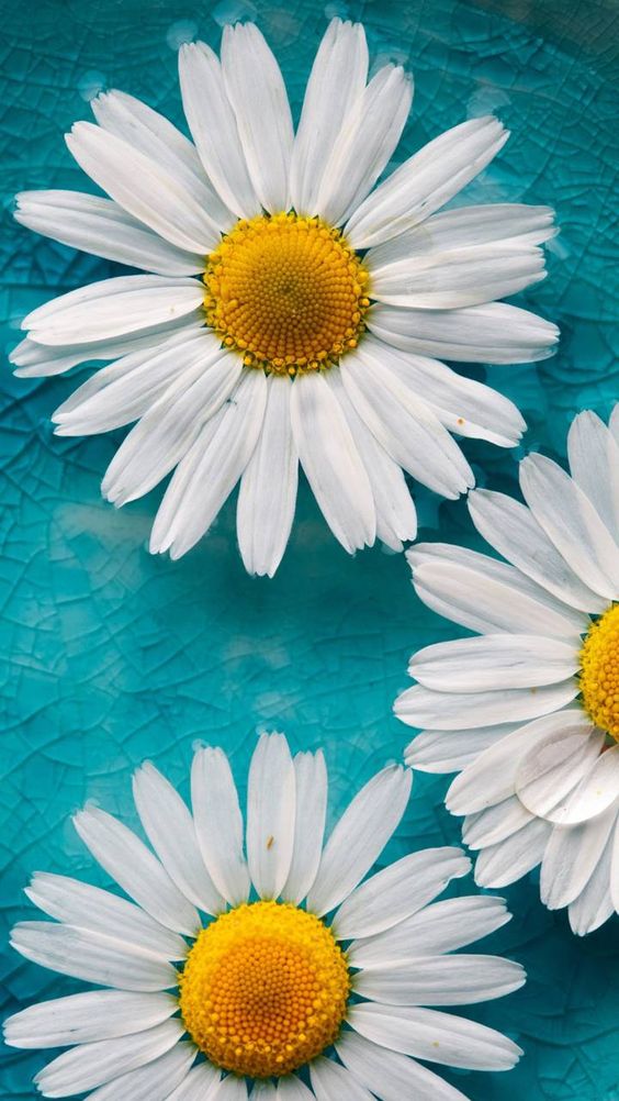 Hình nền hoa cúc trắng nền xanh đẹp