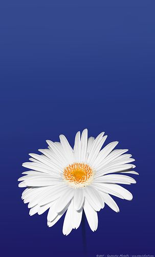 Hình nền hoa cúc trắng đơn giản và đẹp 