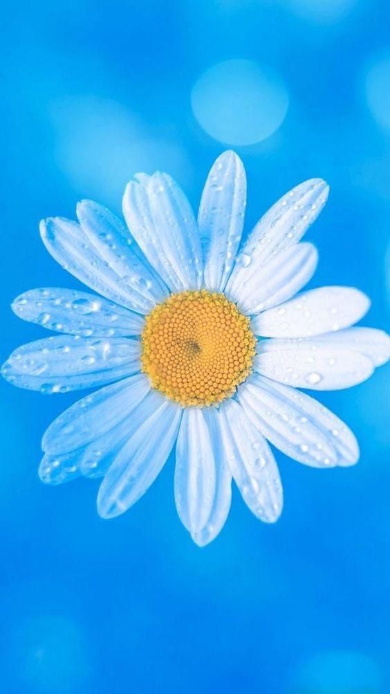 Hình nền hoa cúc trắng nền xanh đẹp nhẹ nhàng