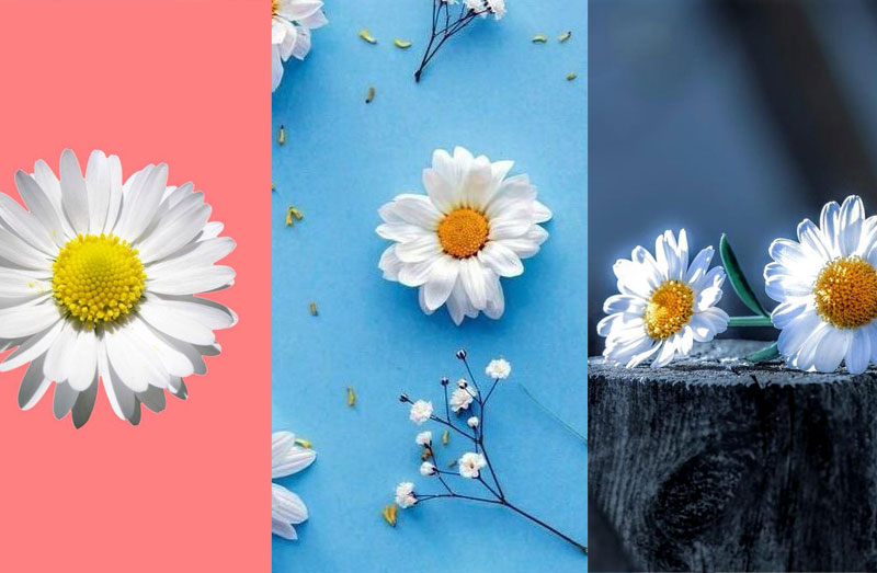 200 hình nền hoa cúc đẹp như GDragon cho điện thoại máy tính 2020   BlogAnChoi