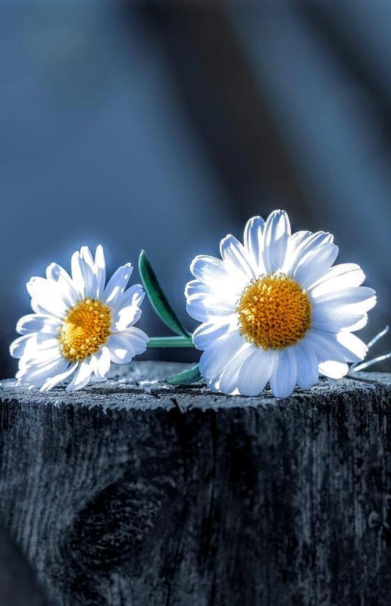 Ý nghĩa của hoa cúc họa mi loài hoa trắng mong manh tinh khôi đón đông