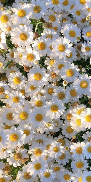 Top 104 hình ảnh hoa cúc trắng nền đen hay nhất thtantai2eduvn