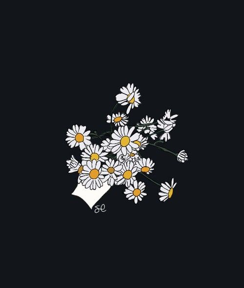 Hình nền hoa cúc trắng nền đen