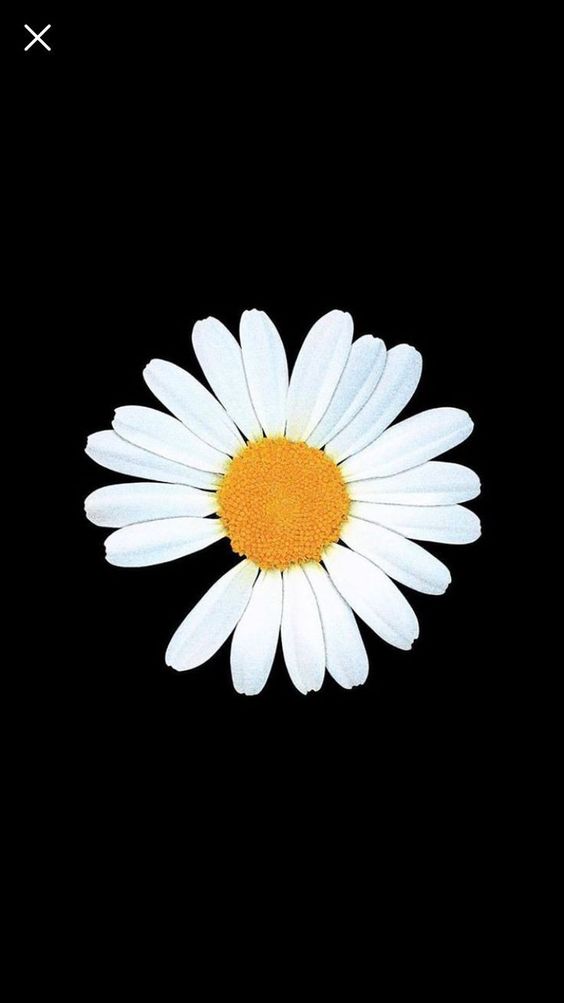 Hình nền hoa cúc trắng nền đen đẹp