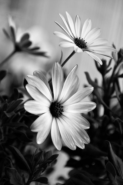 Hình nền hoa cúc trắng nền đen đẹp và chất
