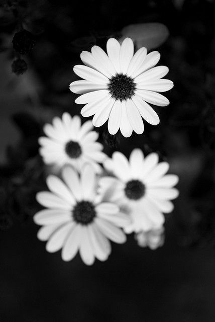 Hình nền hoa cúc trắng nền đen thui đẹp
