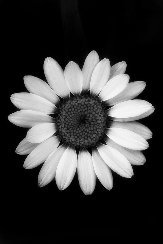 Hình nền hoa cúc trắng nền đen xì 