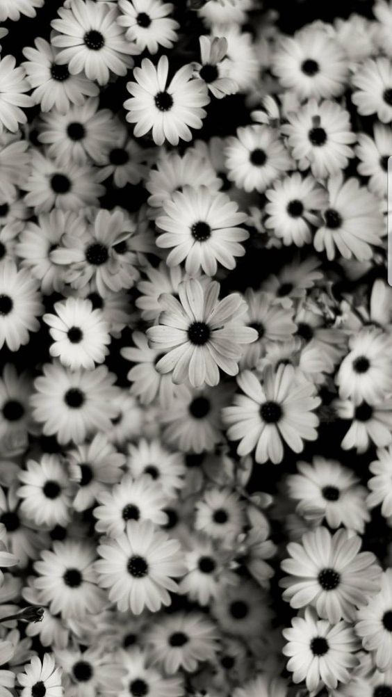 Hình nền hoa cúc trắng nền đen độc lạ