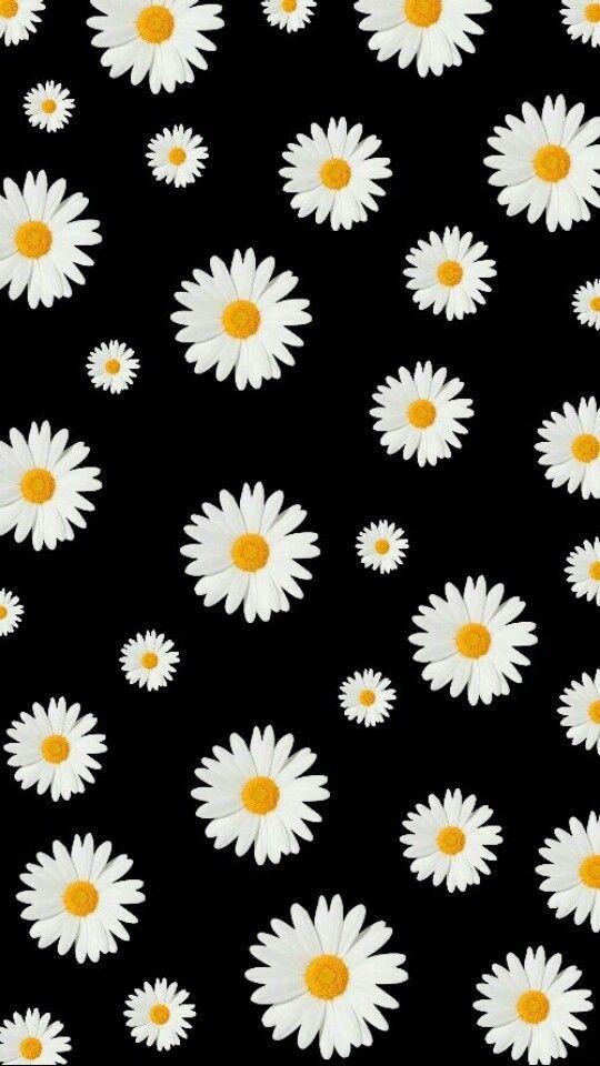 Hình nền hoa cúc trắng nền đen đẹp