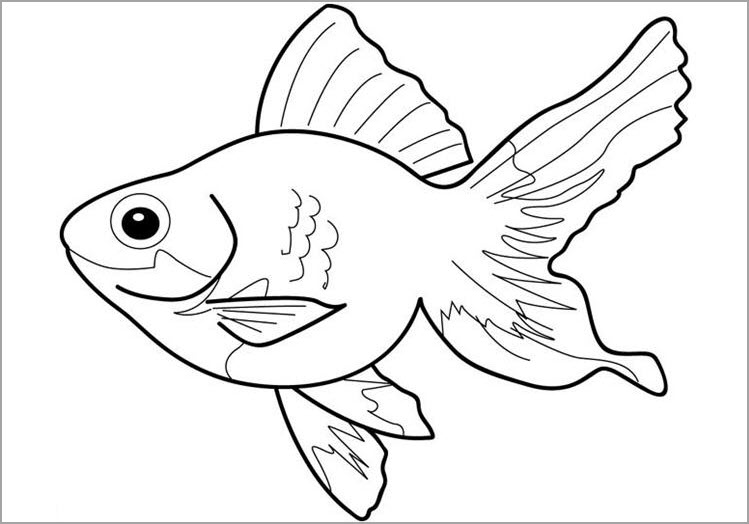 Hình vẽ hình tô màu con cá vàng cá voi cá heo cá ngựa cá sấu cá mập cá  chép  VFOVN