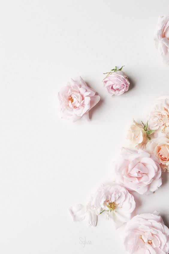 Tìm kiếm hình nền hoa mẫu đơn trên Pinterest để tìm một nguồn cảm hứng dành cho những họa sĩ, nhà thiết kế hay những người yêu thích sự tinh tế và thanh lịch của hoa mẫu đơn nổi tiếng.