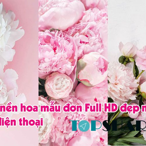Hình nền hoa mẫu đơn đẹp