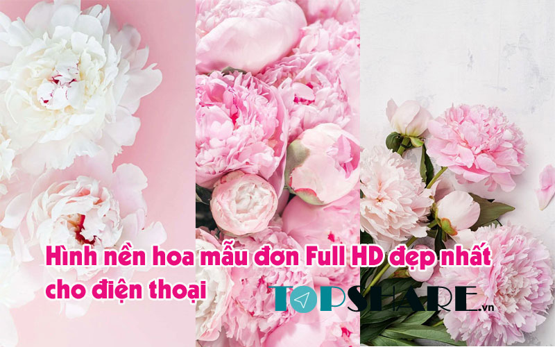 TOP 100+] Hình nền Hoa Mẫu Đơn Siêu Đẹp, Full HD, 4K, Ngầu